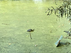 Trachemys scripta scripta