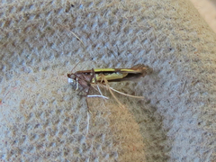 Caloptilia bimaculatella