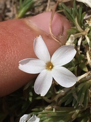 Phlox hoodii