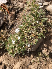 Phlox hoodii