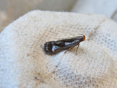 Dichomeris ochripalpella