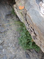 Papaver lapeyrousianum