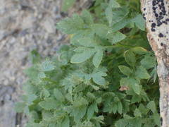 Papaver lapeyrousianum