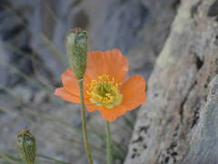 Papaver lapeyrousianum