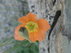 Papaver lapeyrousianum