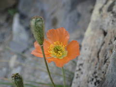 Papaver lapeyrousianum