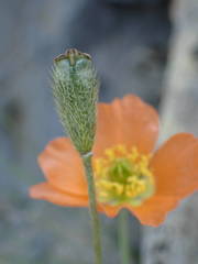 Papaver lapeyrousianum