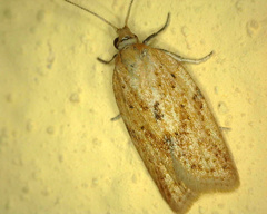 Clepsis coriacanus