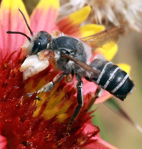 Megachile policaris photo 4