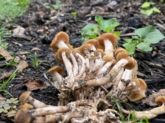 Desarmillaria caespitosa