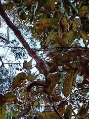 Qualea