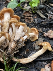 Desarmillaria caespitosa