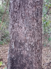 Qualea