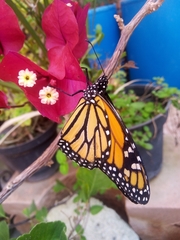 Danaus plexippus plexippus