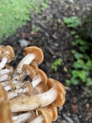 Desarmillaria caespitosa