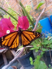 Danaus plexippus plexippus