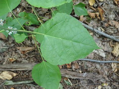 Populus balsamifera balsamifera