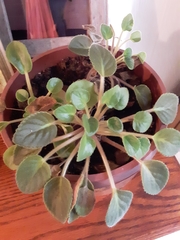 Streptocarpus ionanthus