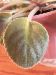 Streptocarpus ionanthus