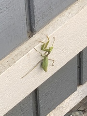 Stagmomantis limbata