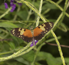 Heliconius hecale melicerta