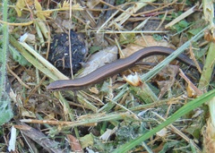 Ablepharus kitaibelii