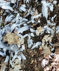 Columba livia domestica