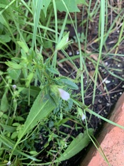 Mecardonia acuminata