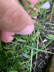 Mecardonia acuminata