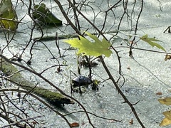 Trachemys scripta scripta