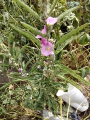Sphaeralcea angustifolia