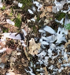 Columba livia domestica