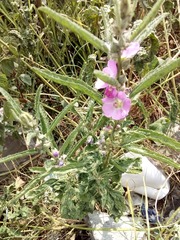 Sphaeralcea angustifolia