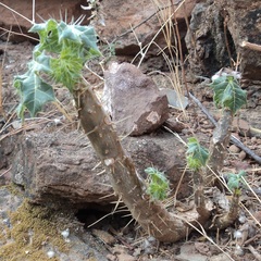 Cnidoscolus rostratus