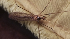 Nephrotoma scurra