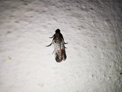 Chararica hystriculella