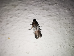Chararica hystriculella