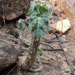 Cnidoscolus rostratus