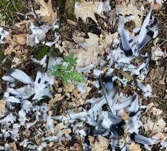 Columba livia domestica