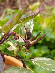 Polistes annularis