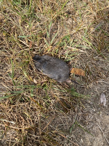 Pine Vole