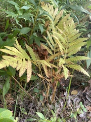 Onoclea sensibilis