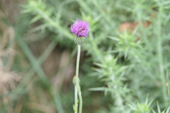 Cirsium filipendulum