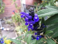 Salvia corrugata
