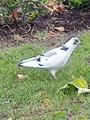 Columba livia domestica