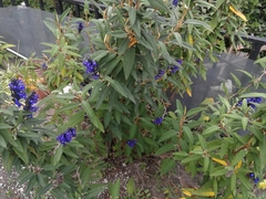 Salvia corrugata