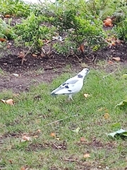 Columba livia domestica