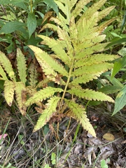 Onoclea sensibilis