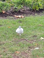 Columba livia domestica