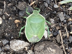 Chlorochroa